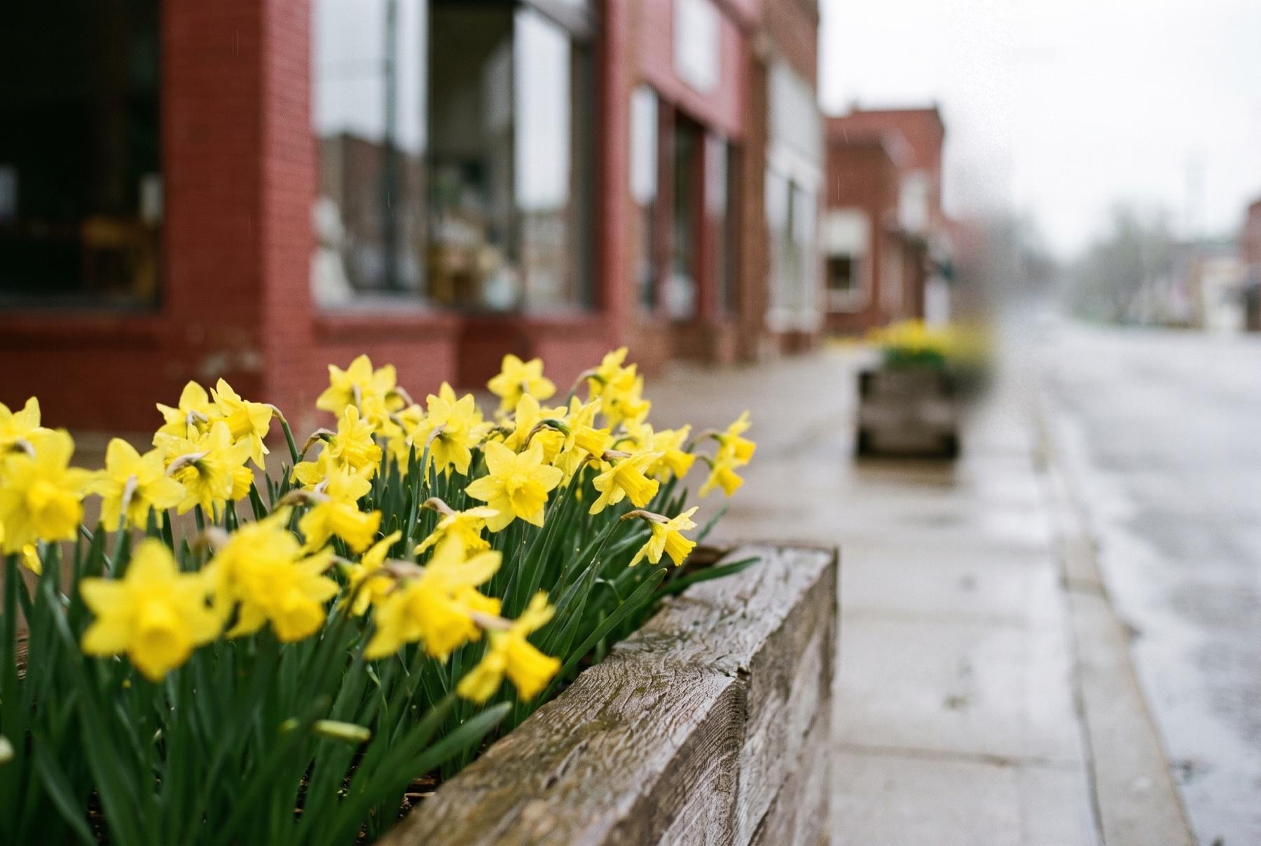 Yellow daffodils in a wooden sidewalk planter along a quiet brick-storefront main street on a gray spring morning